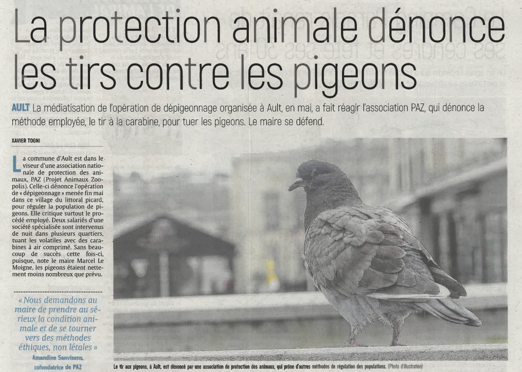 Pigeons1
